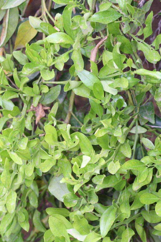              Sun leaves (Riverside, CA)       